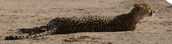 gepard 01