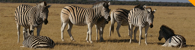 zebras1 01